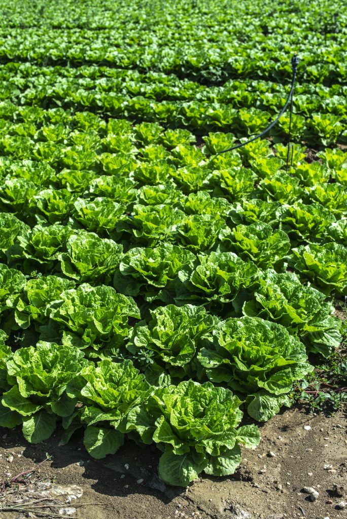 Big ripe lettuce in outdoor industrial farm. Growing lettuce in